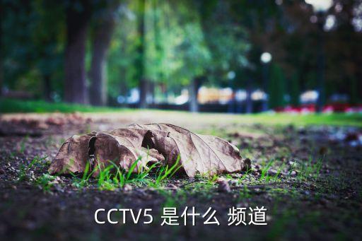 CCTV5 是什么 頻道