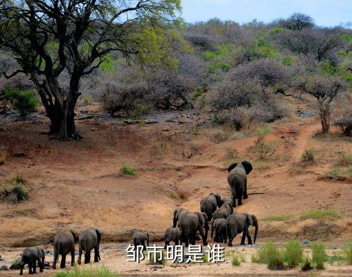 wbo皺市明哪個臺,鄒市明當(dāng)選上海市拳擊協(xié)會會長