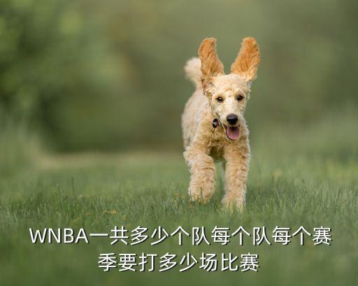 WNBA是哪個(gè)隊(duì),nba和nba聯(lián)盟組成三大職業(yè)體育聯(lián)盟